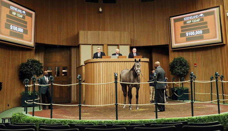 Three seated judges review a horse