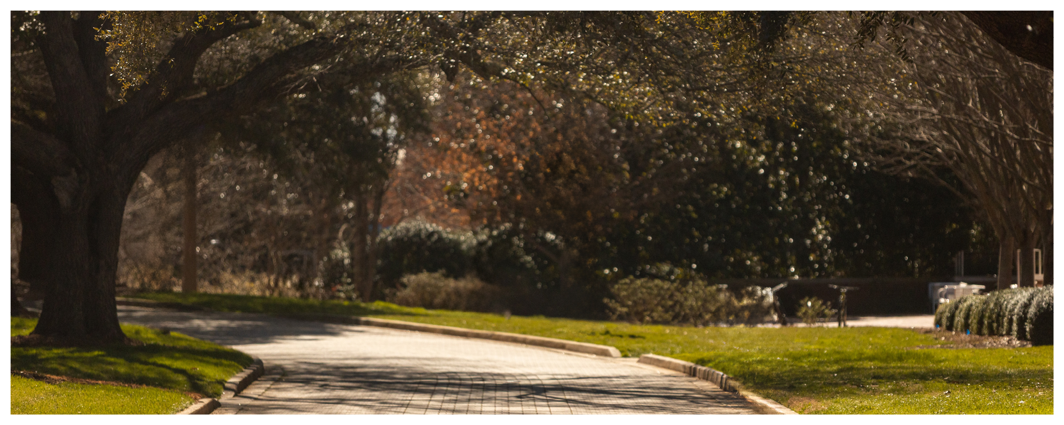 Image of a stone pathway through a college campus